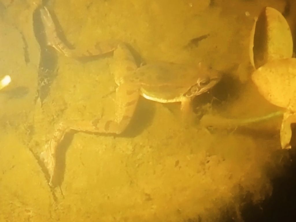 Piccolo stagno nel giardino